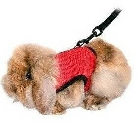 TRIXIE rakmed koos rihmaga küülikule